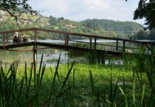 Plagues and Resilience